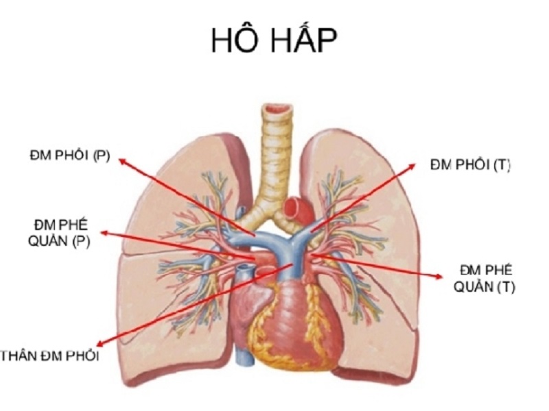 Nếu không may mắc sâu răng có mủ, bạn hoàn toàn có thể bị viêm phổi do hít phải vi khuẩn trong khoang miệng