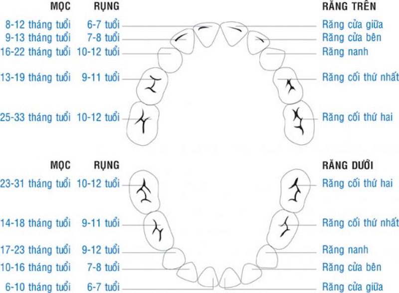 Lịch thay răng sữa của trẻ nhỏ cha mẹ cần biết