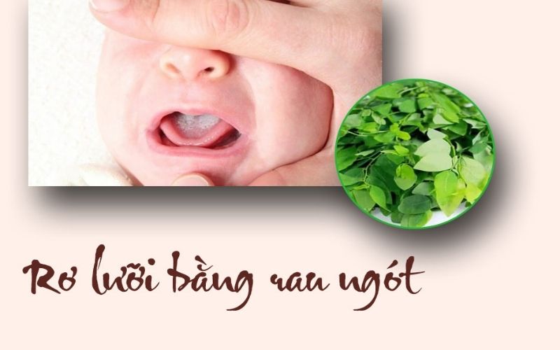 Rau ngót là bài thuốc dân gian đem lại tác dụng vô cùng hiệu quả