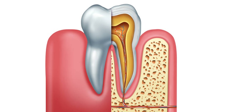 Tủy lấy dinh dưỡng nuôi dưỡng các nguyên bào ngà