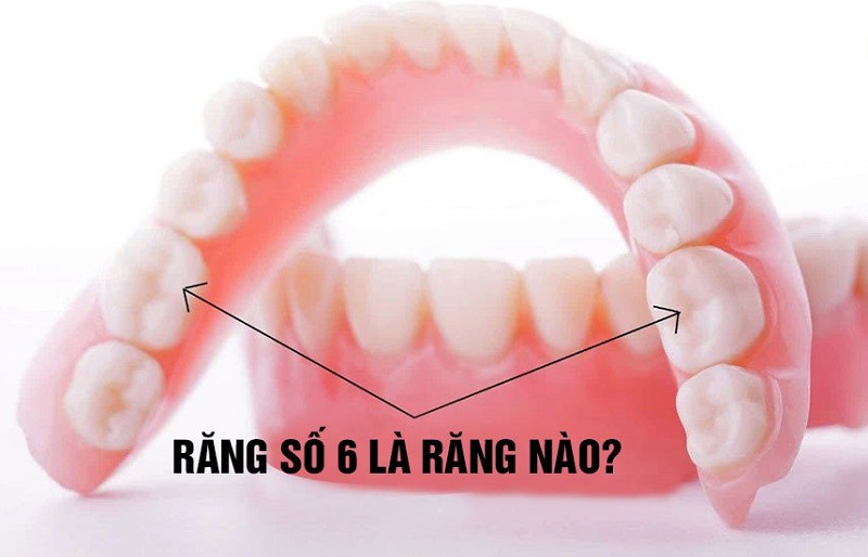 Răng số 6 là chiếc răng mọc ở vị trí thứ 6 tính từ răng cửa