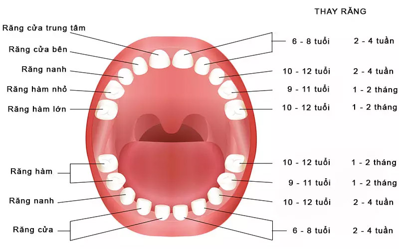 Thời gian thay răng cửa của bé