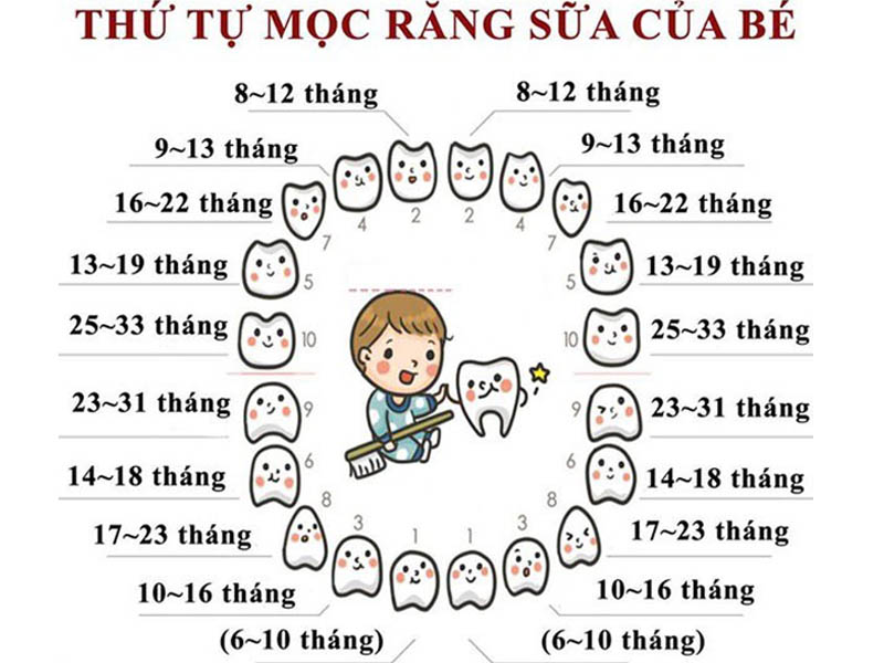 Sơ đồ mọc răng sữa của trẻ 