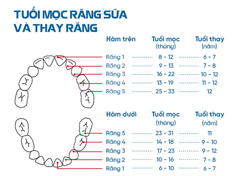 Quá trình rụng răng sữa của bé 