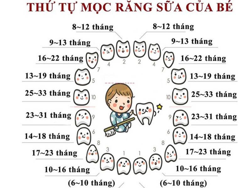 Sơ đồ mọc răng của trẻ