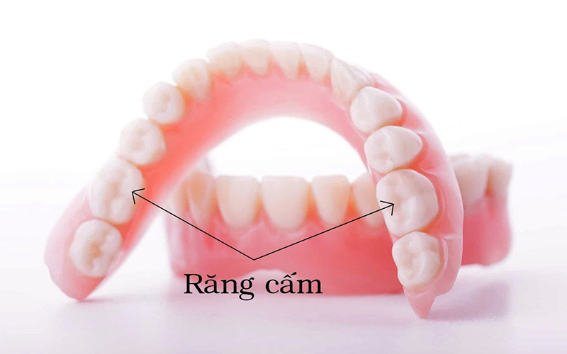 Răng số 6 có vai trò và vị trí quan trọng trong việc thực hiện chức năng ăn nhai