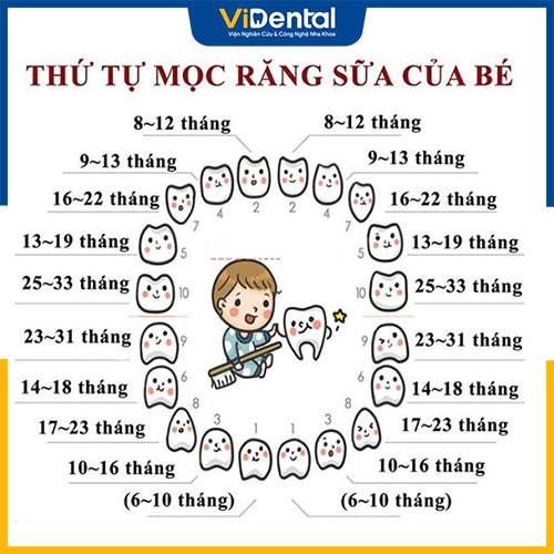 Lịch trình mọc răng của trẻ cho ba mẹ tham khảo