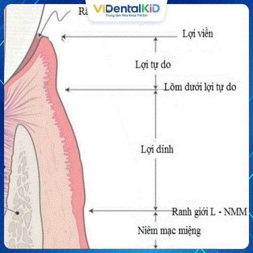 Cấu tạo nướu răng dạng mô phỏng